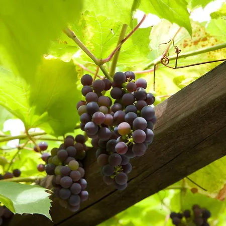 Hotel Fletcher La Blanche